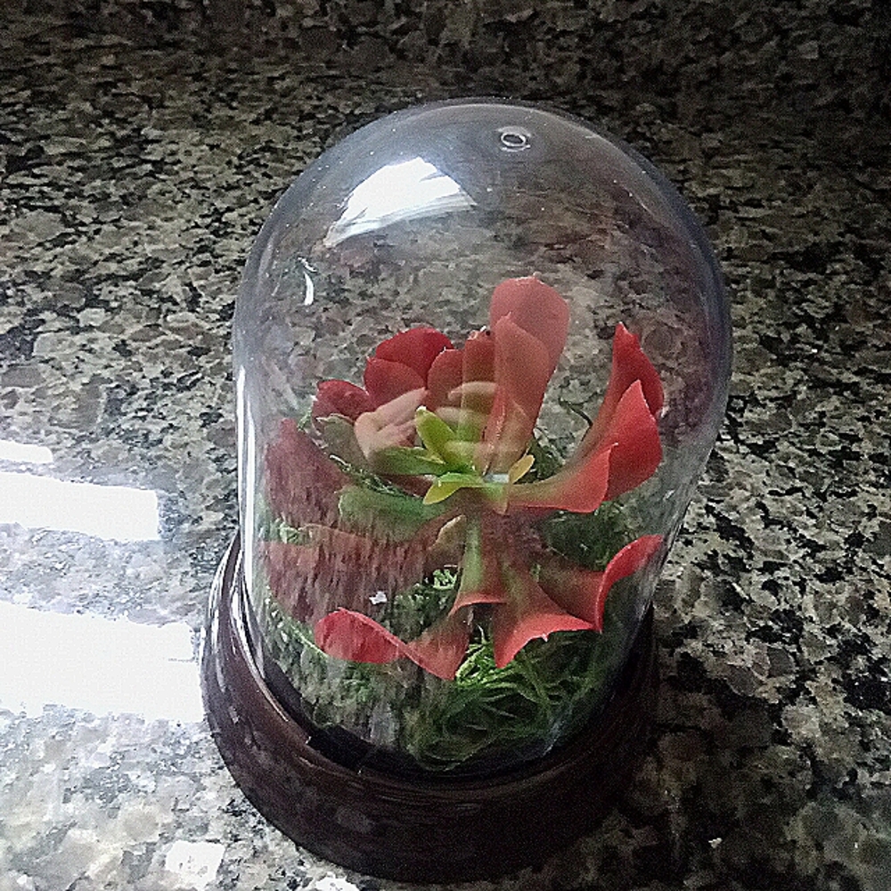 Succulent Terrarium